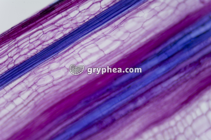 Vaisseaux du Bois Tige de Courge x25 - gryphea.com